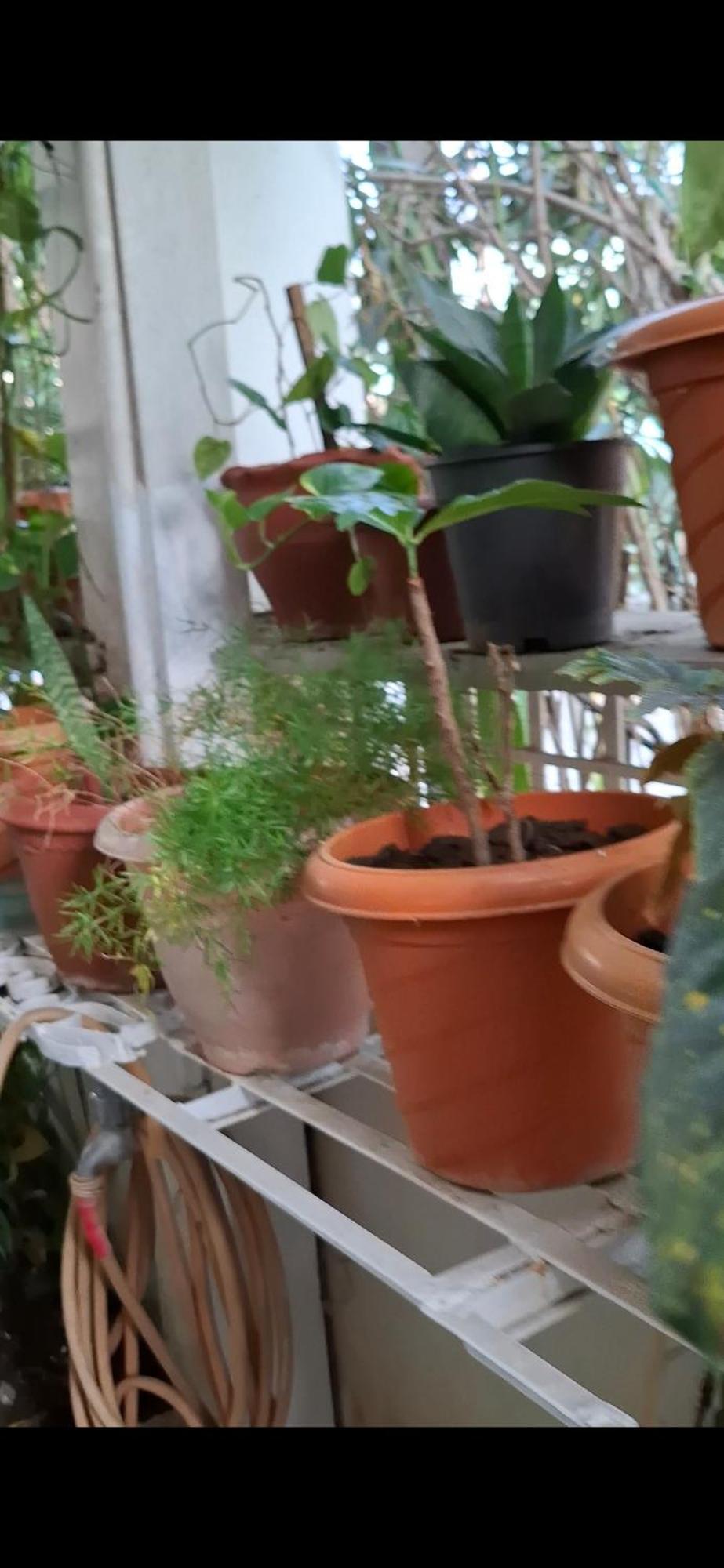2Bhk Chandra Jyoti Villa Nit Garden 那格浦尔 外观 照片