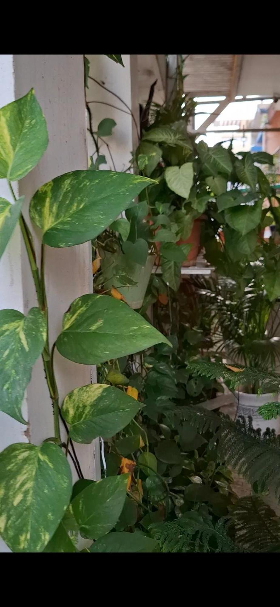 2Bhk Chandra Jyoti Villa Nit Garden 那格浦尔 外观 照片