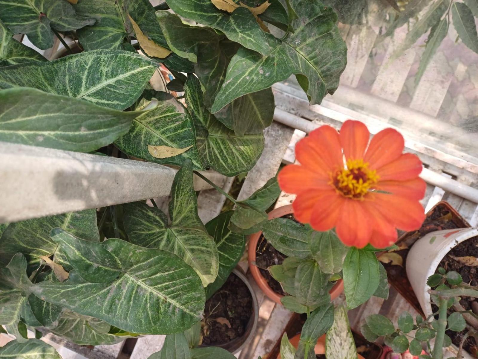 2Bhk Chandra Jyoti Villa Nit Garden 那格浦尔 外观 照片